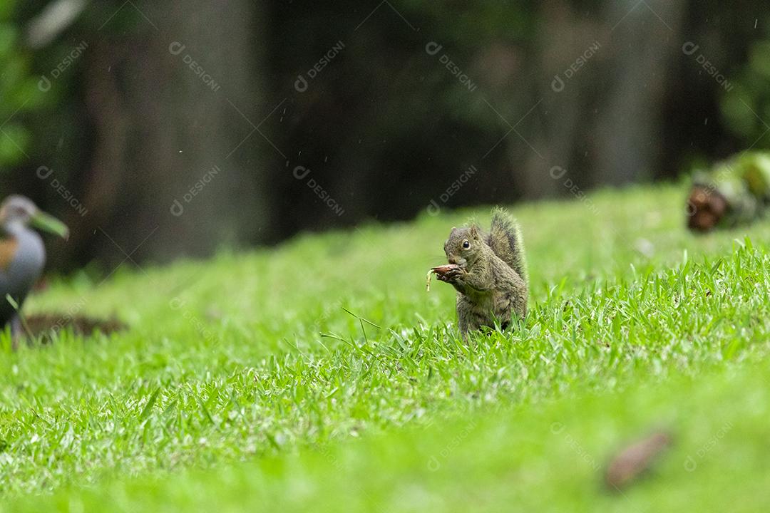 Esquilo andando sobre campo floresta animal