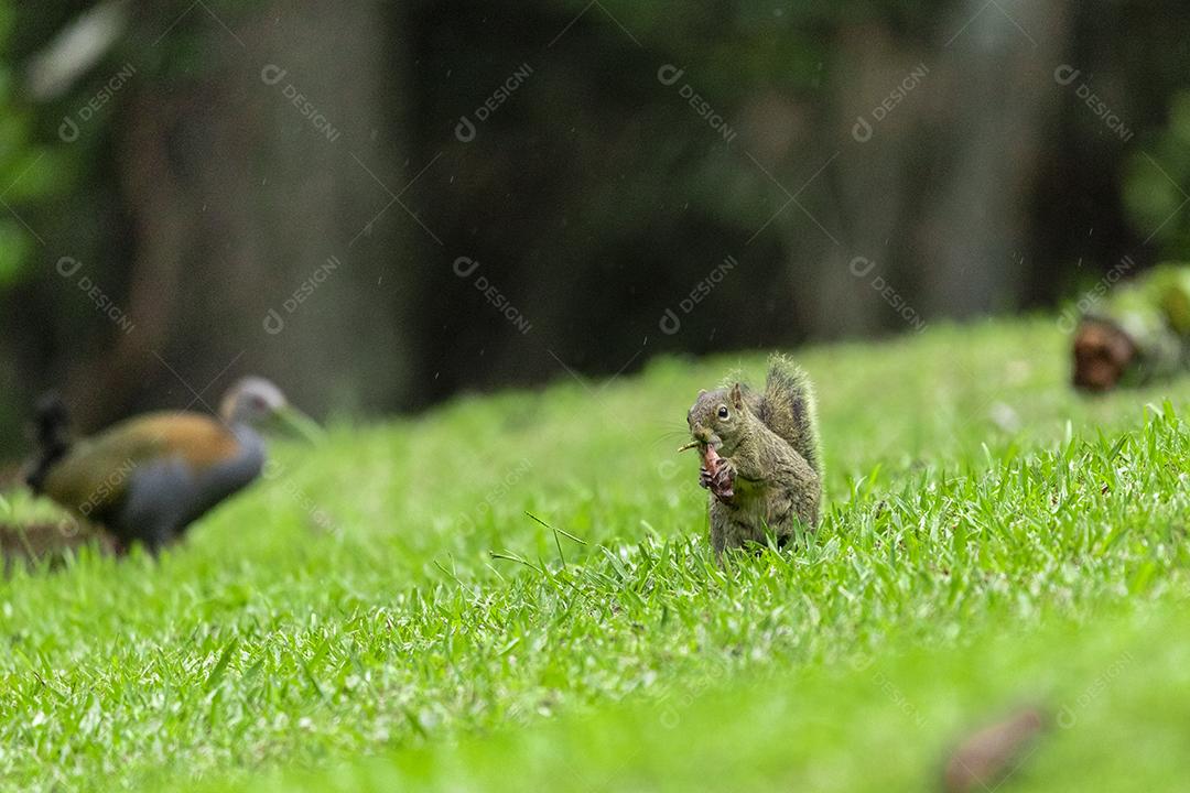 Esquilo andando sobre campo floresta animal
