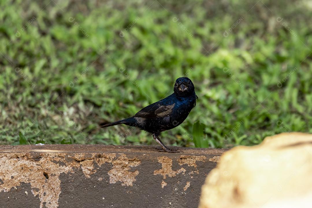 O Tiziu (Volatinia jacarina) é uma ave neotropical da família Thraupidae que ocorre desde o sul do México