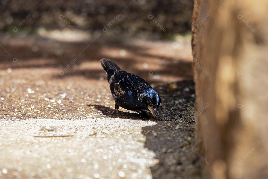 O Tiziu (Volatinia jacarina) é uma ave neotropical da família Thraupidae que ocorre desde o sul do México