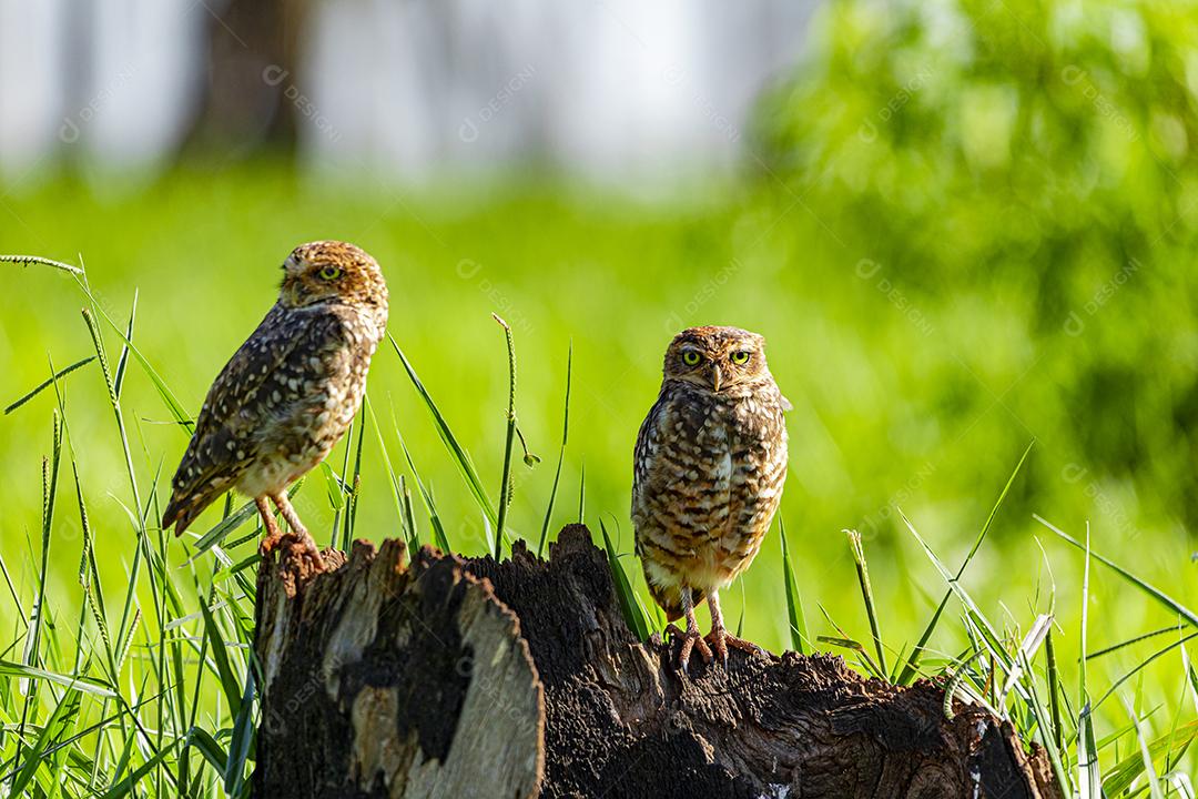 A Coruja-buraqueira, também chamada de Caburé-do-campo, Coruja-da-praia, Coruja-do-campo, Mineiro