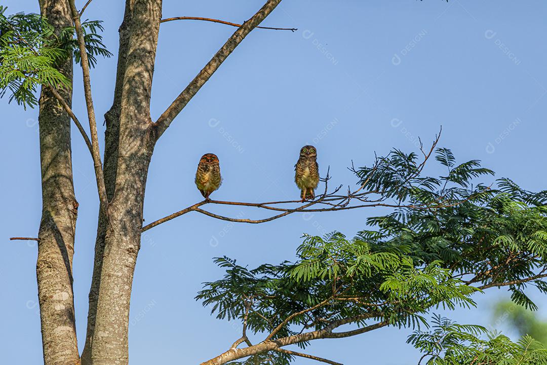 A Coruja-buraqueira, também chamada de Caburé-do-campo, Coruja-da-praia, Coruja-do-campo, Mineiro