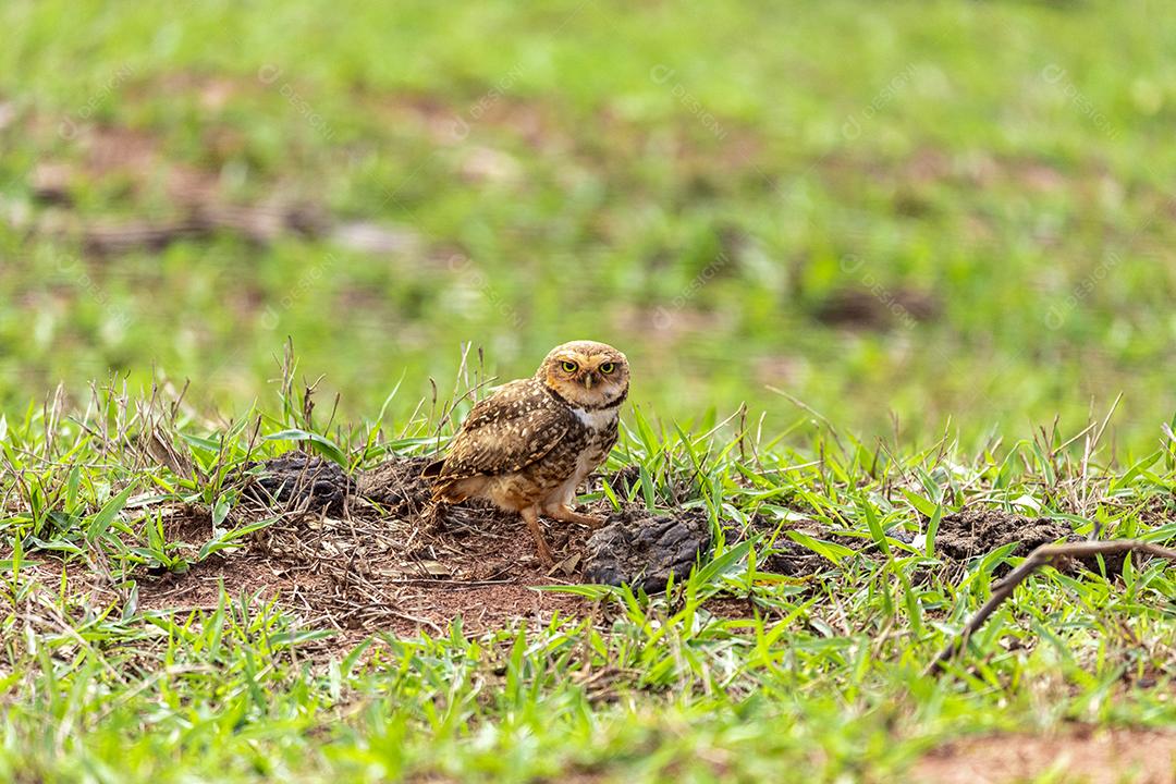 A Coruja-buraqueira, também chamada de Caburé-do-campo, Coruja-da-praia, Coruja-do-campo, Mineiro