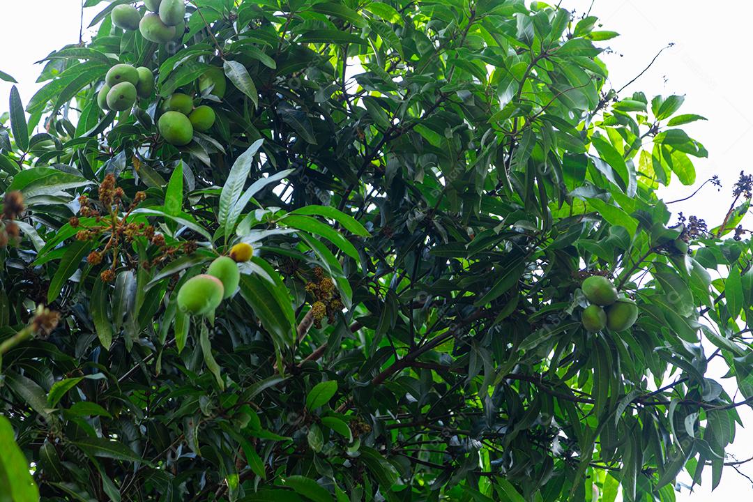 Mangas verdes na árvore em uma plantação brasileira. Manga.