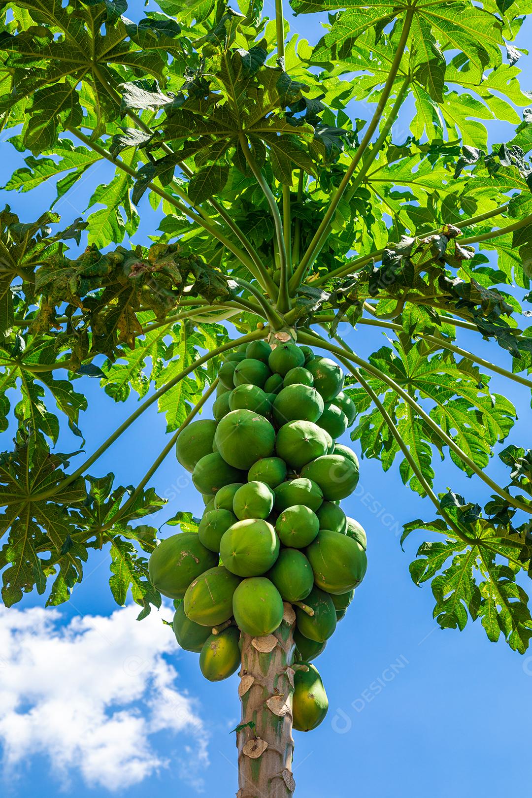 Mamão com várias frutas e um lindo fundo de céu azul.