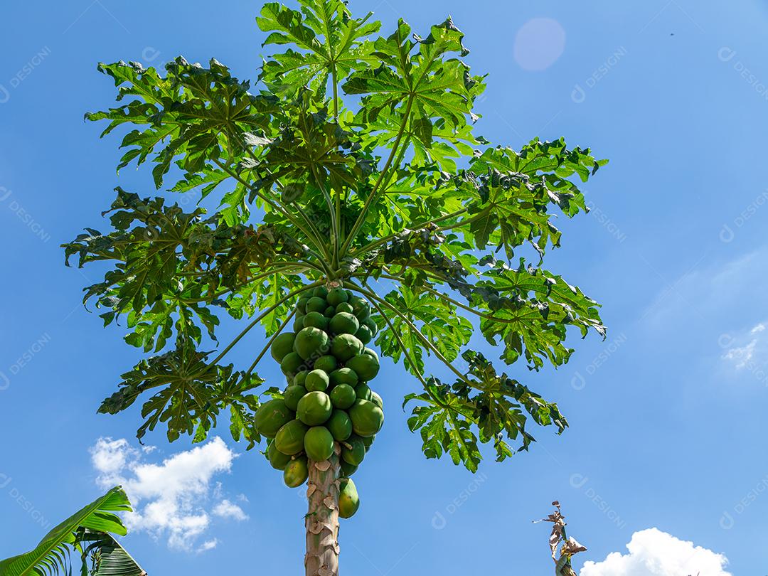 Mamão com várias frutas e um lindo fundo de céu azul.