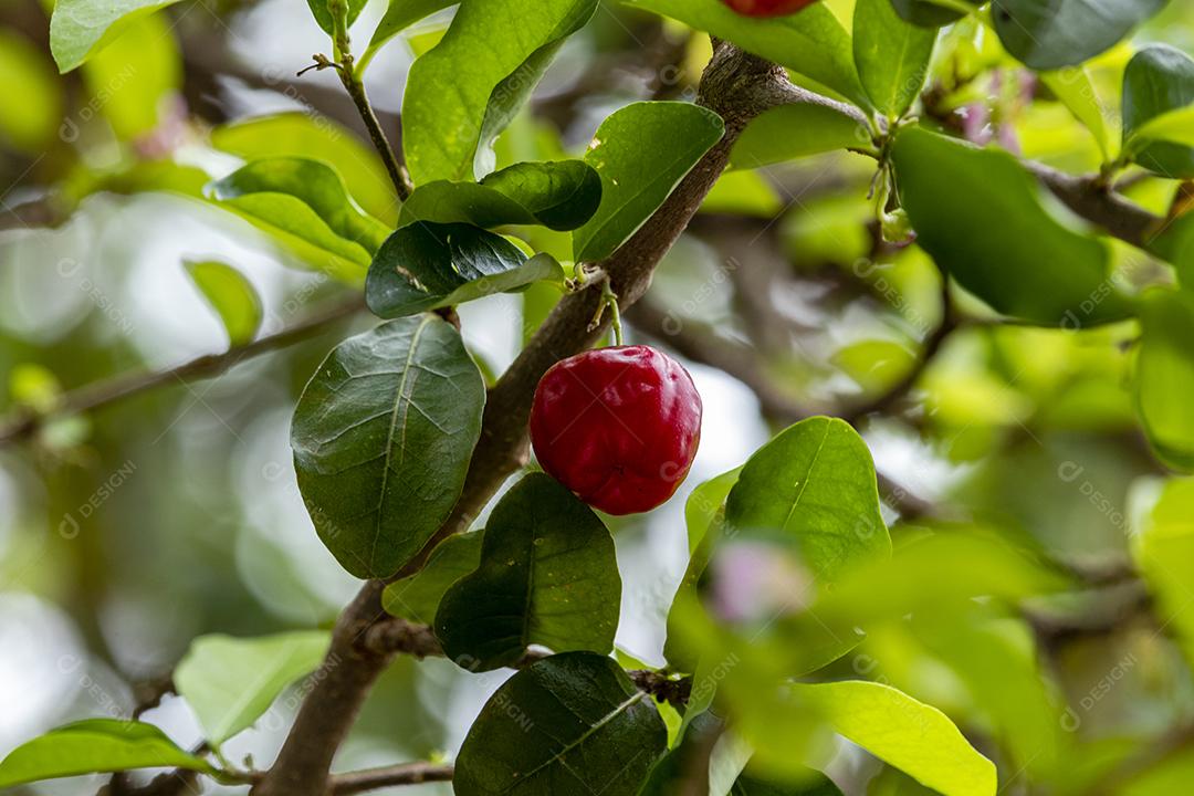 Linda e saborosa Acerola (Malpighia emarginata) na árvore. Frutas doces e saborosas, ótimas para fazer suco