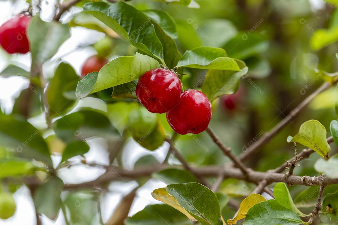 Linda e saborosa Acerola (Malpighia emarginata) na árvore. Frutas doces e saborosas, ótimas para fazer suco