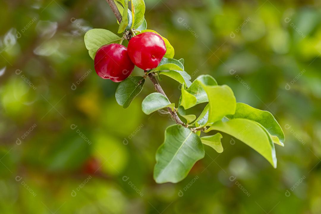 Linda e saborosa Acerola (Malpighia emarginata) na árvore. Frutas doces e saborosas, ótimas para fazer suco