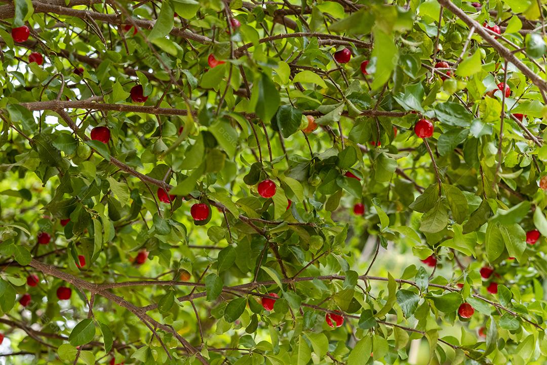 Linda e saborosa Acerola (Malpighia emarginata) na árvore. Frutas doces e saborosas, ótimas para fazer suco