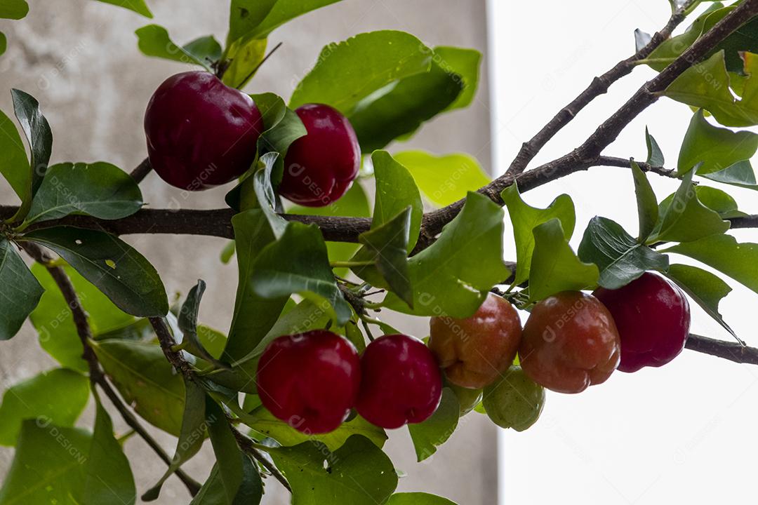 Linda e saborosa Acerola (Malpighia emarginata) na árvore. Frutas doces e saborosas, ótimas para fazer suco