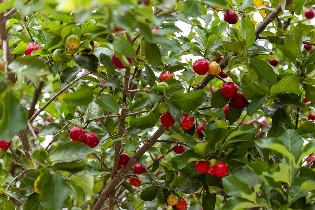 Beautiful and tasty Acerola (Malpighia emarginata) on the tree. Sweet and tasty fruits, great for making juice