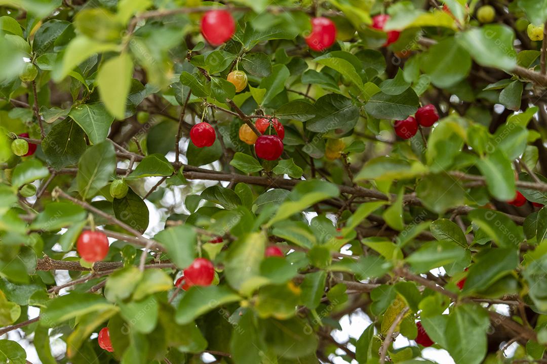 Linda e saborosa Acerola (Malpighia emarginata) na árvore. Frutas doces e saborosas, ótimas para fazer suco