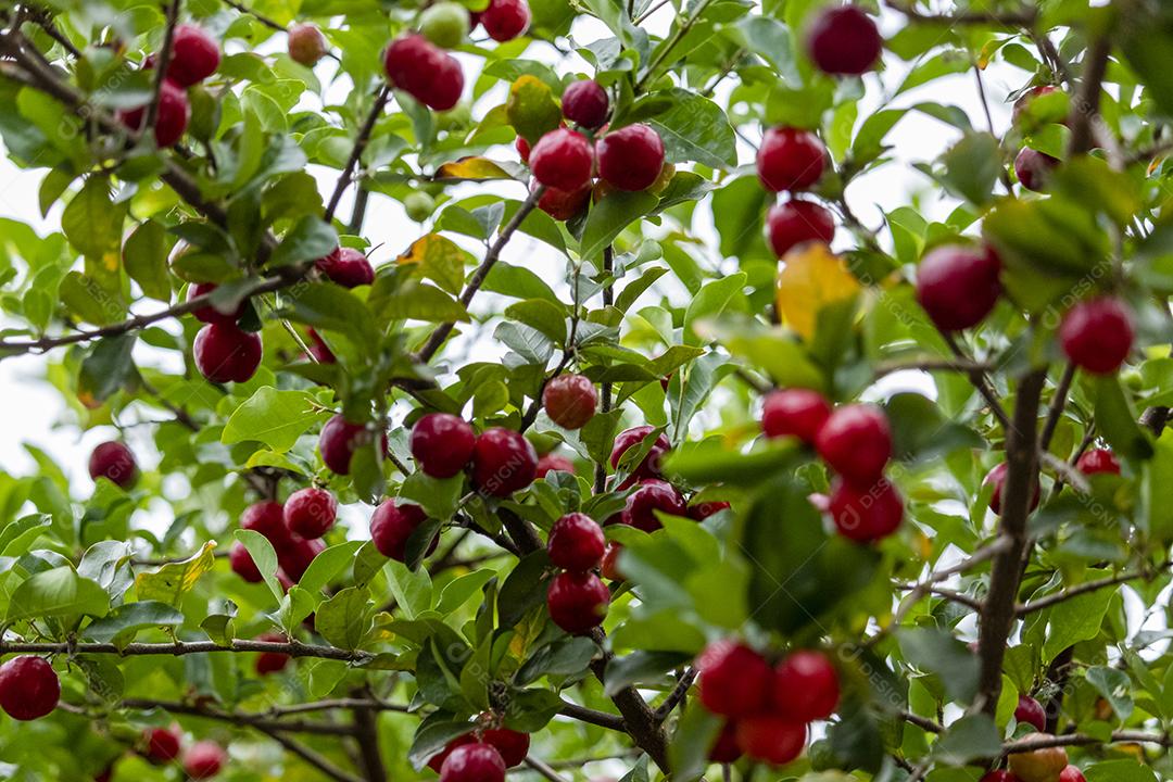 Linda e saborosa Acerola (Malpighia emarginata) na árvore. Frutas doces e saborosas, ótimas para fazer suco