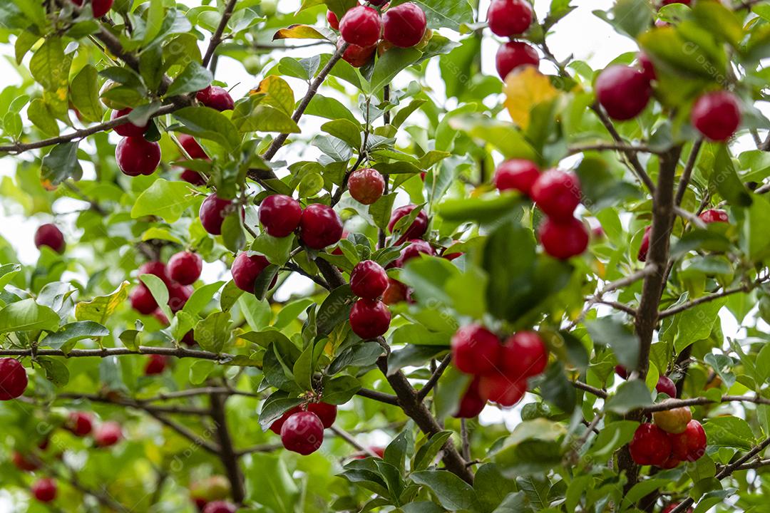 Linda e saborosa Acerola (Malpighia emarginata) na árvore. Frutas doces e saborosas, ótimas para fazer suco