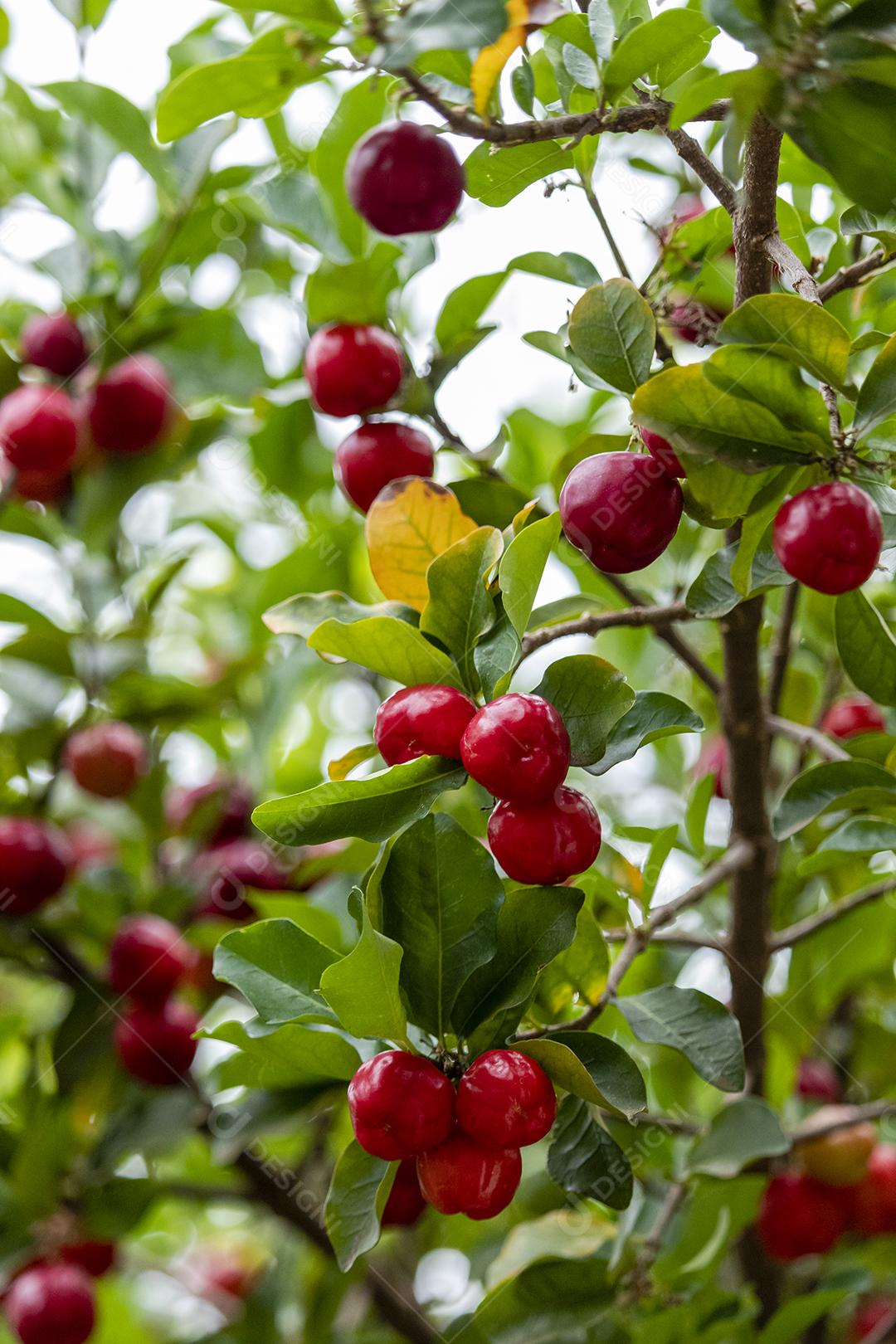 Linda e saborosa Acerola (Malpighia emarginata) na árvore. Frutas doces e saborosas, ótimas para fazer suco