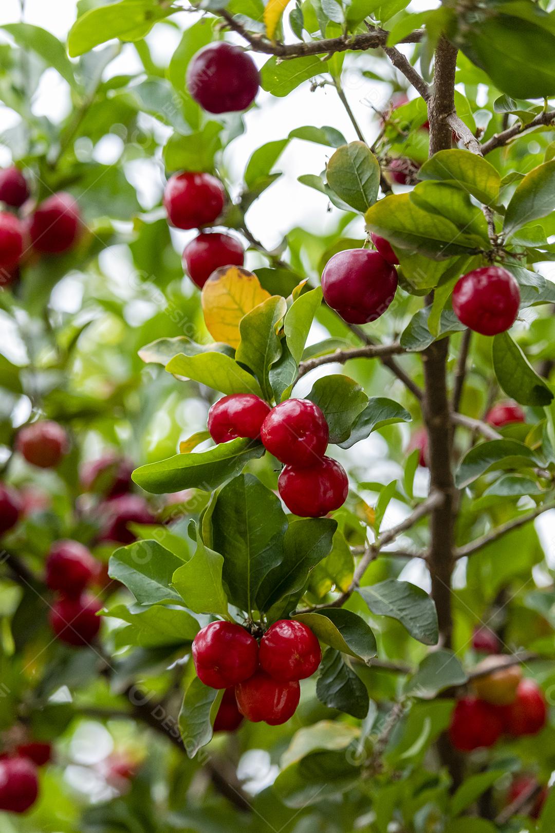 Linda e saborosa Acerola (Malpighia emarginata) na árvore. Frutas doces e saborosas, ótimas para fazer suco