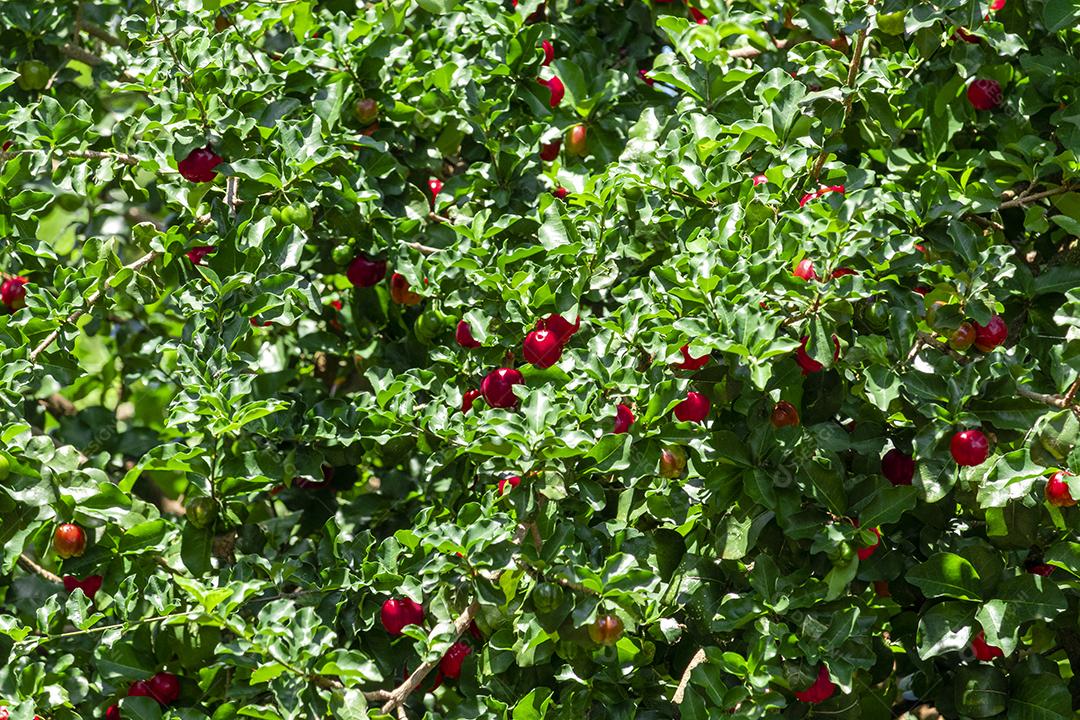 Linda e saborosa Acerola (Malpighia emarginata) na árvore. Frutas doces e saborosas, ótimas para fazer suco