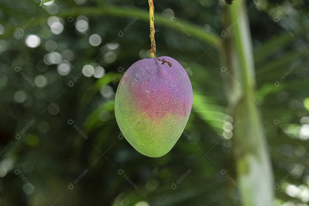 Lindas mangas na árvore, deliciosas, suculentas