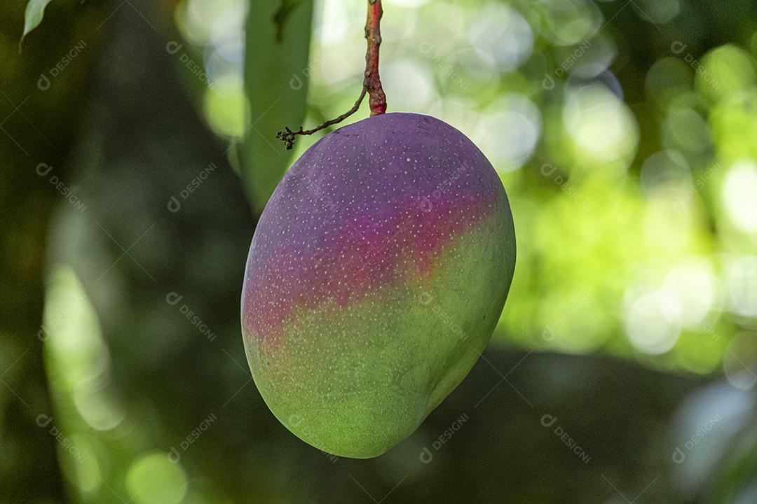 Mangas verdes na árvore em uma plantação brasileira. Manga.