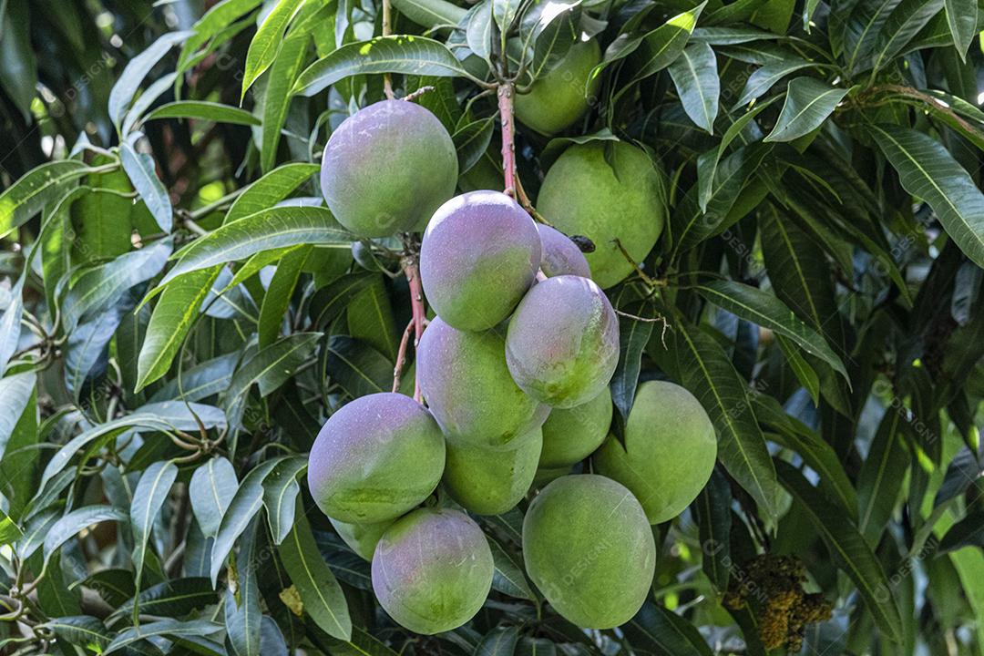 Lindas mangas na árvore, deliciosas, suculentas