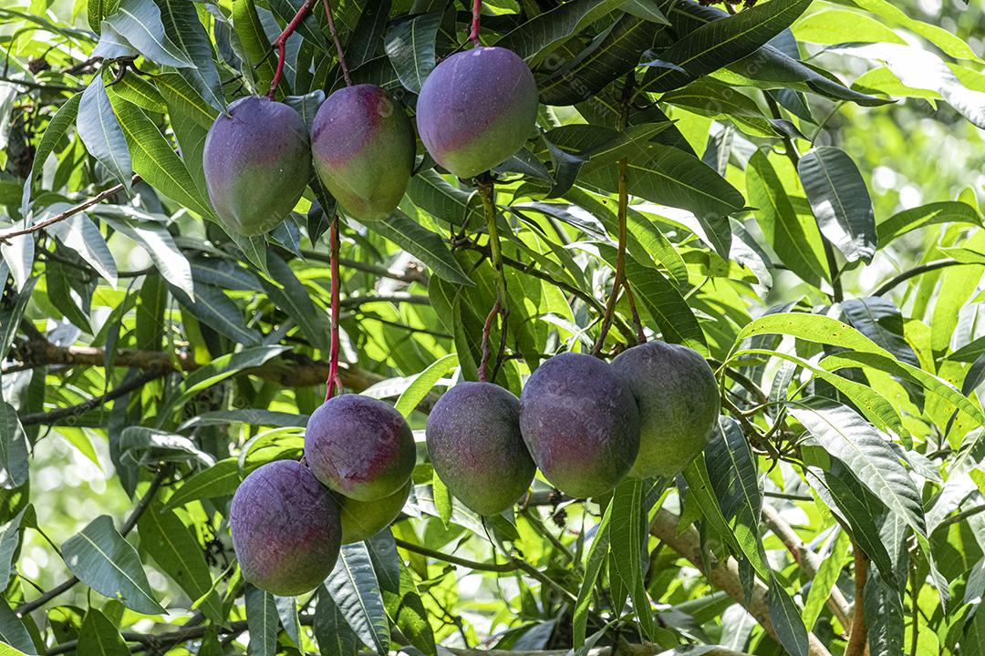 Lindas mangas na árvore, deliciosas, suculentas