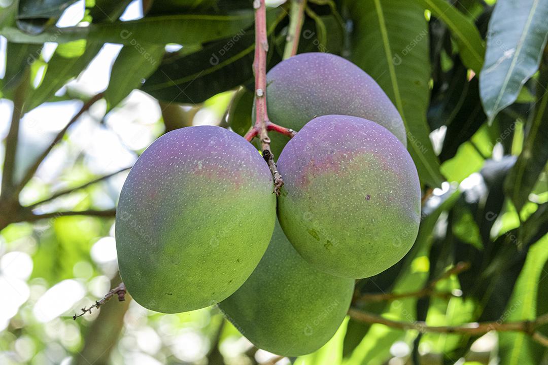 Lindas mangas na árvore, deliciosas, suculentas