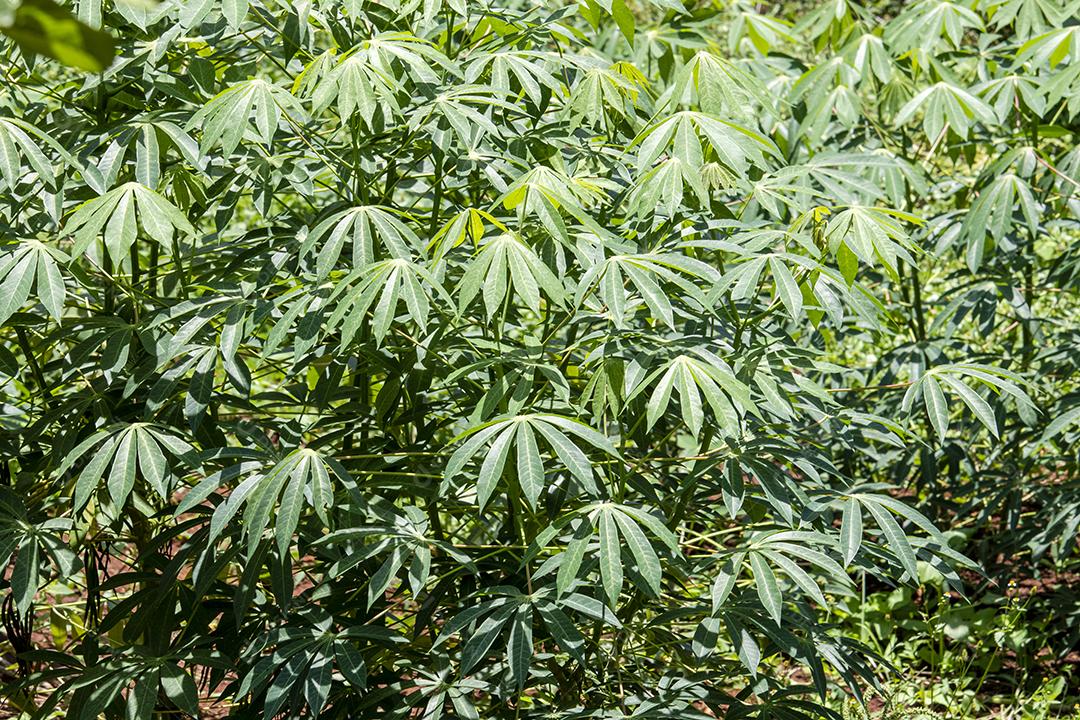 Folha de mandioca, também chamada de mandioca, mandioca, balinghoy, mogo, mandioca