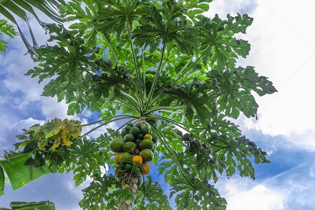 Mamão com várias frutas e um lindo fundo de céu azul.