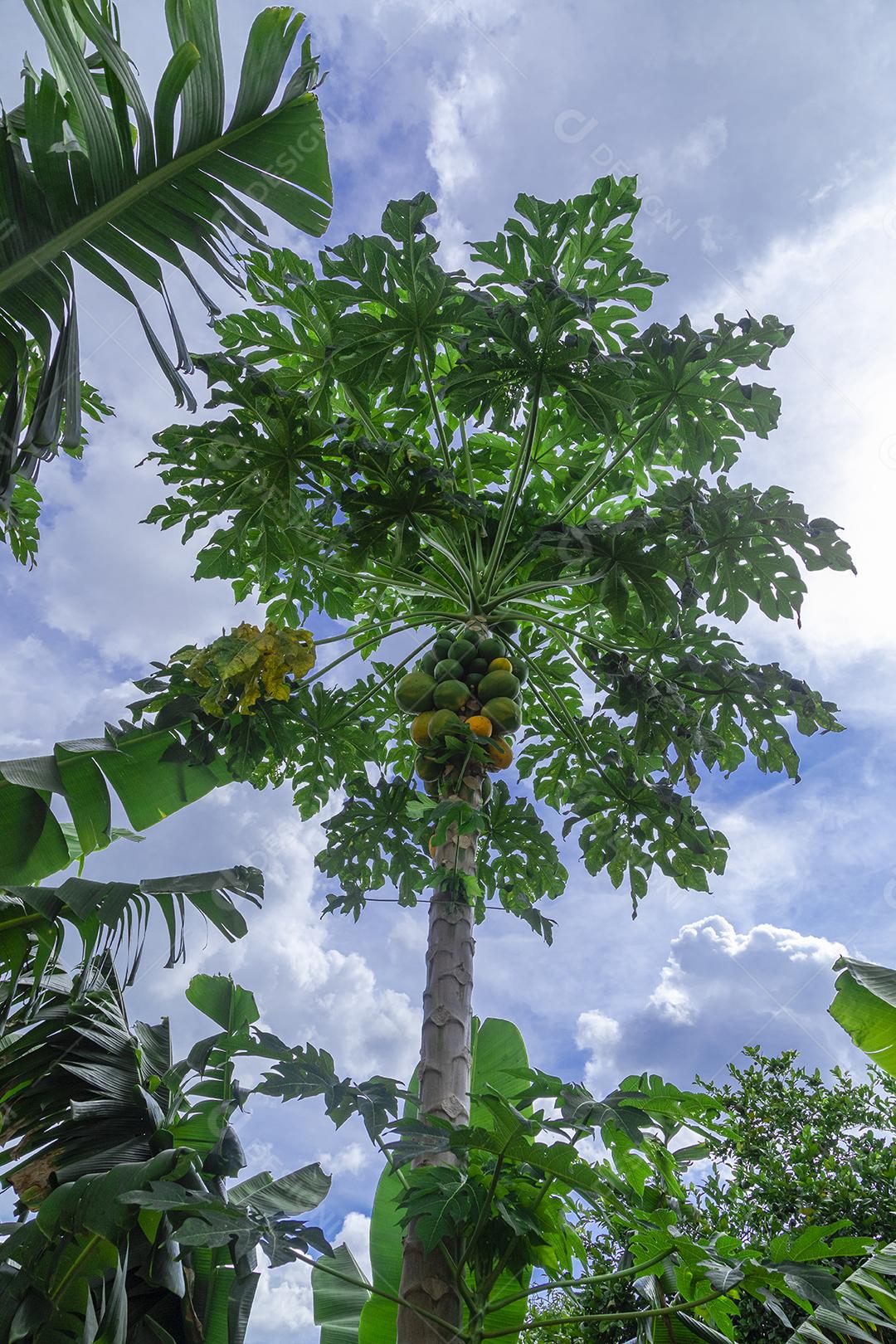 Mamão com várias frutas e um lindo fundo de céu azul.