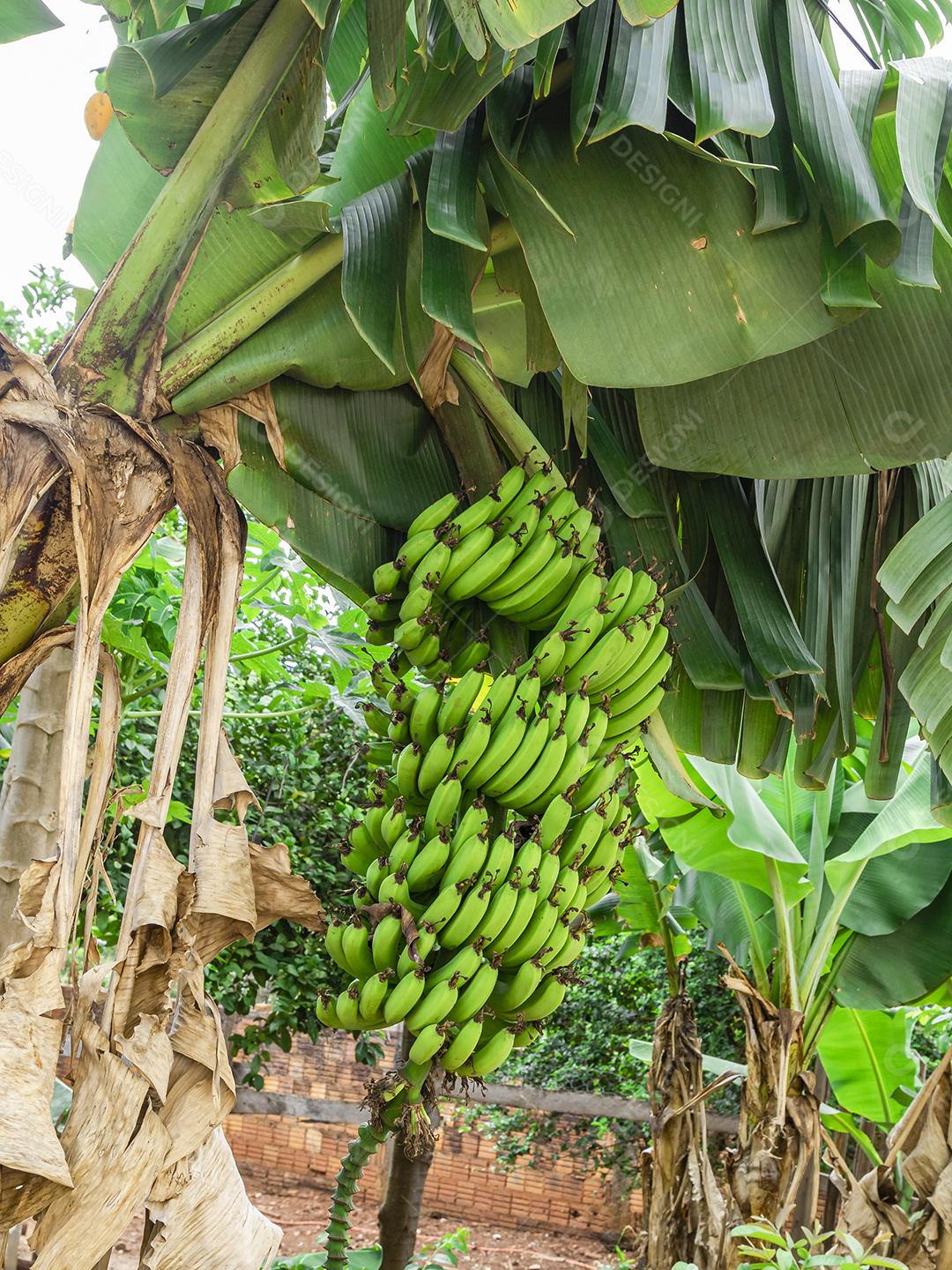 Linda bananeira com um enorme cacho de bananas verdes.
