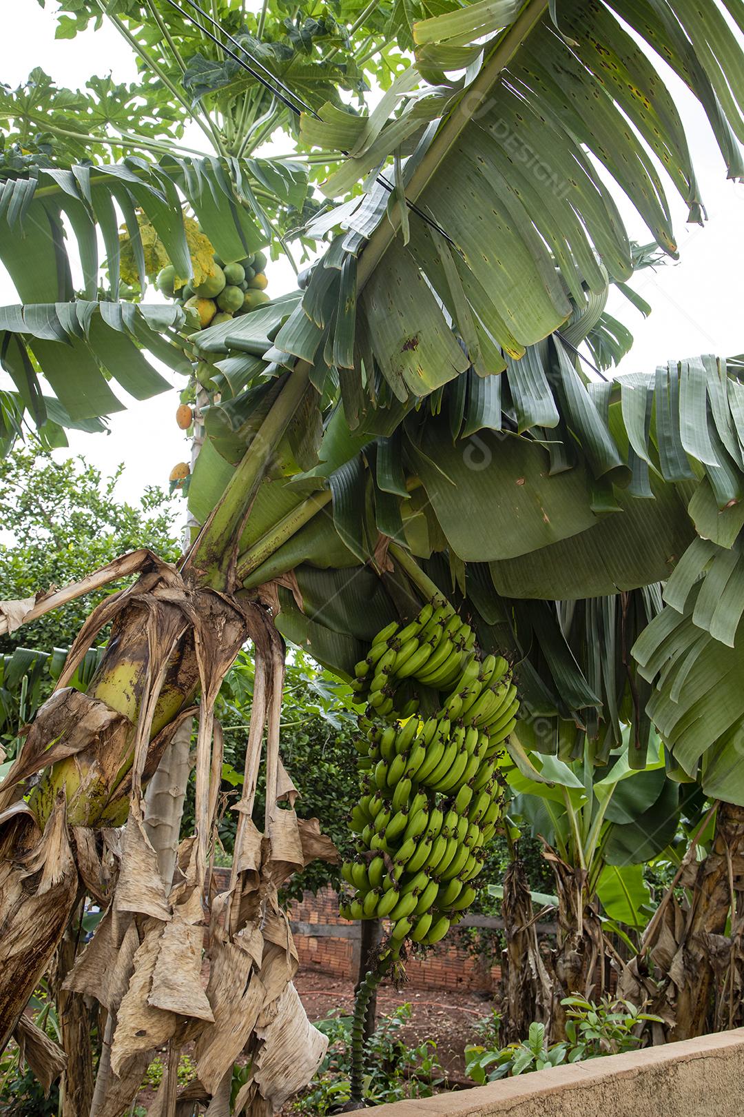 Linda bananeira com um enorme cacho de bananas verdes.