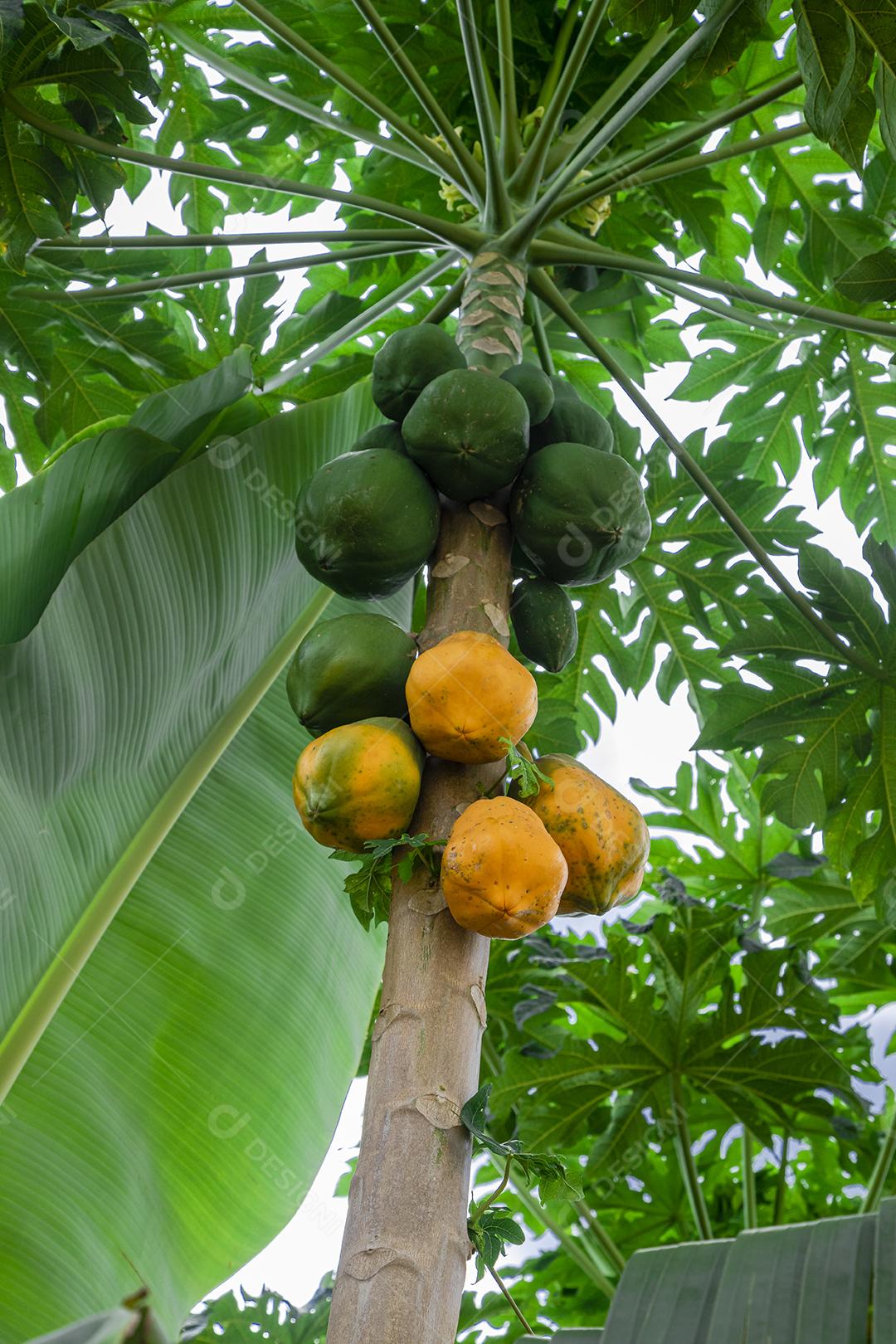 Mamão com várias frutas e um lindo fundo de céu azul.