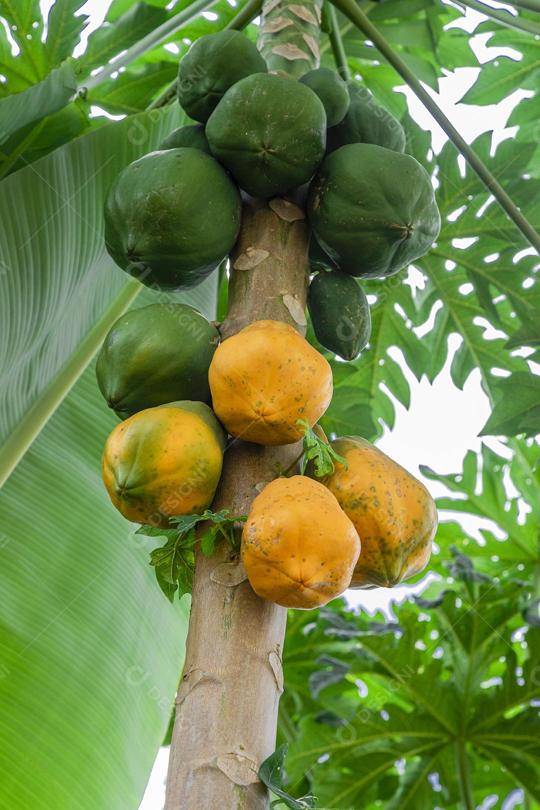 Mamão com várias frutas e um lindo fundo de céu azul.