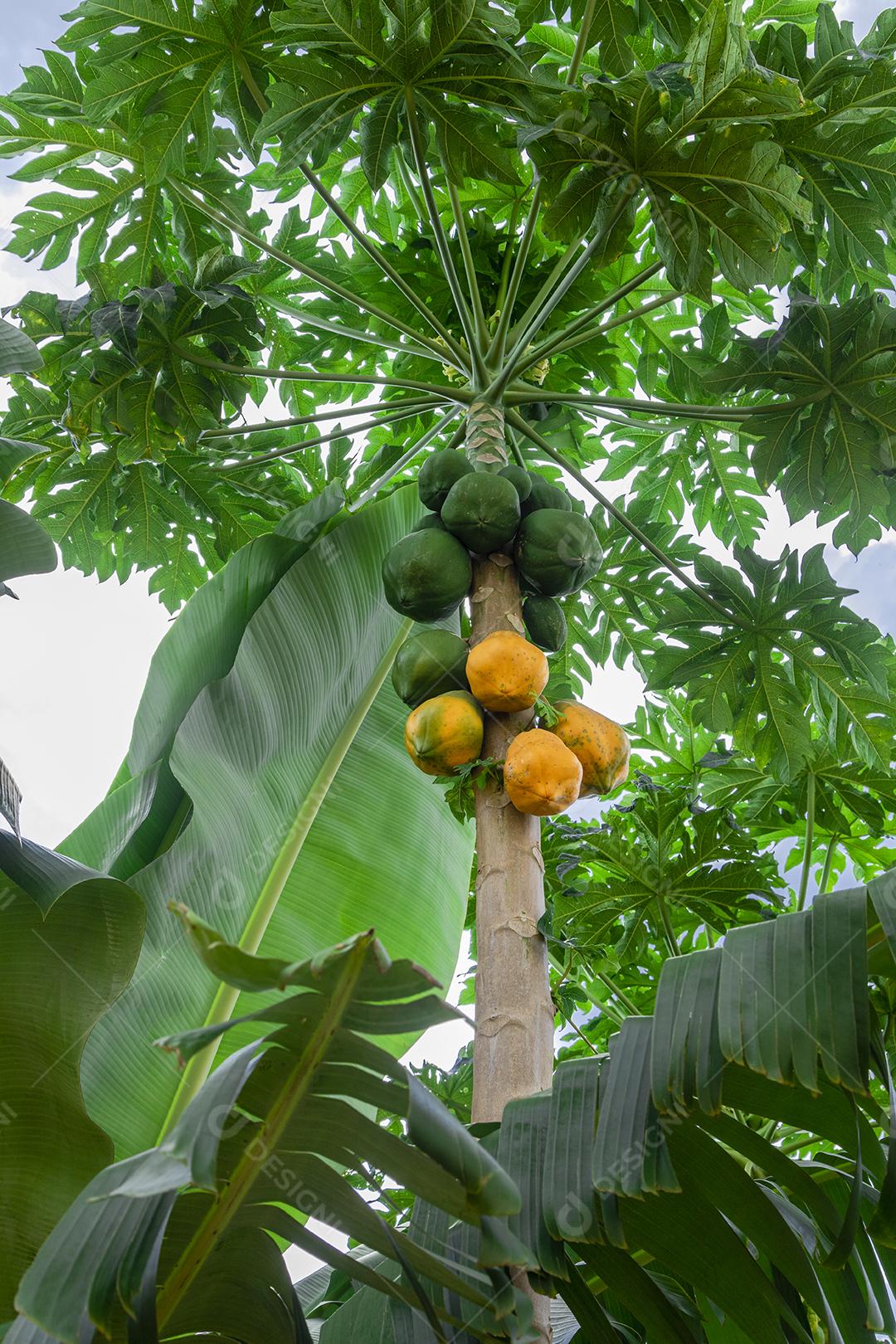 Mamão com várias frutas e um lindo fundo de céu azul.