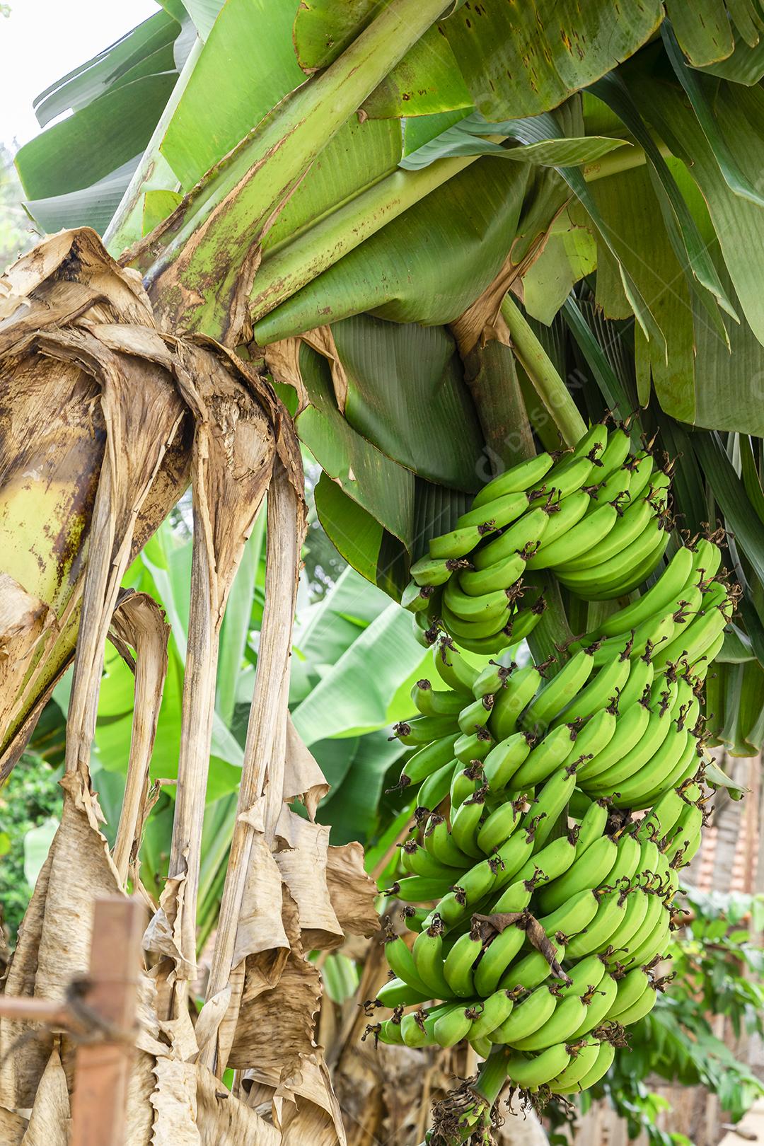 Linda bananeira com um enorme cacho de bananas verdes.