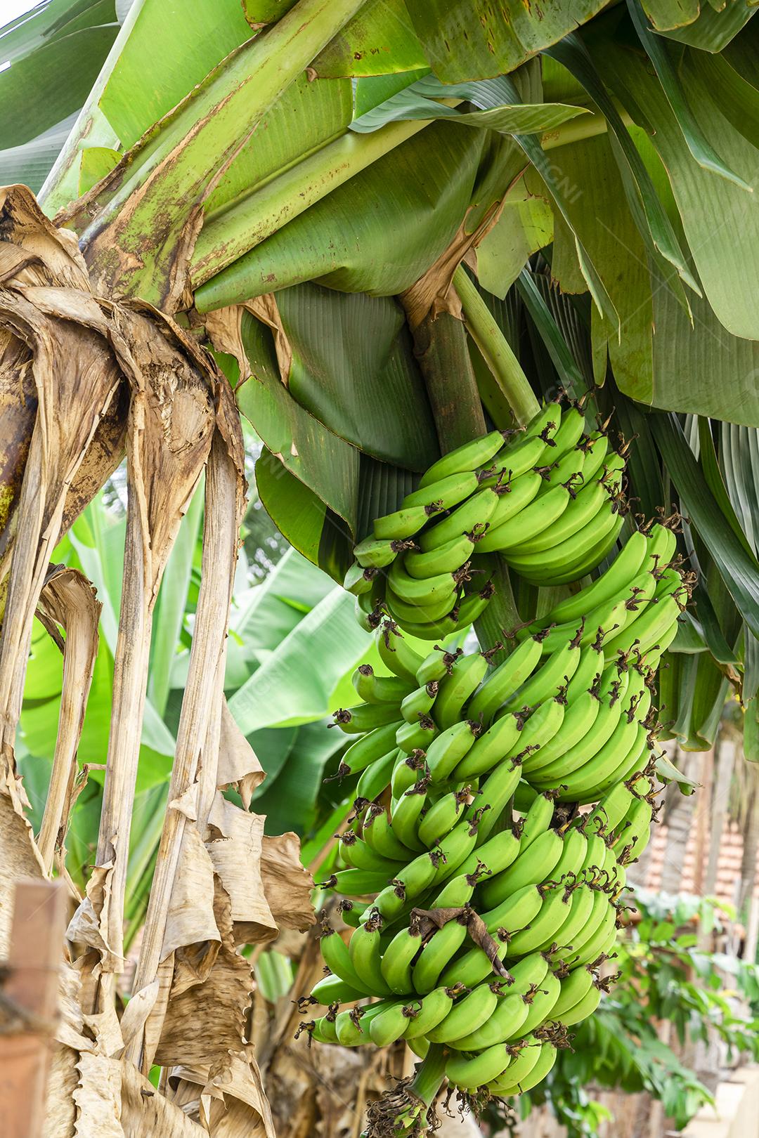 Linda bananeira com um enorme cacho de bananas verdes.