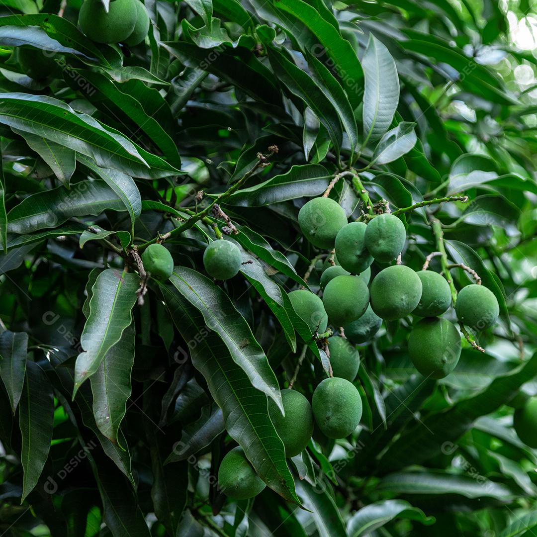 Lindas mangas na árvore, deliciosas, suculentas