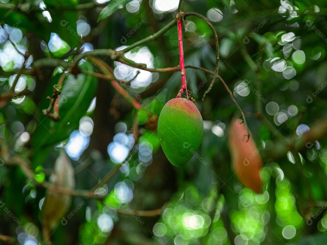 Mangas verdes na árvore em uma plantação brasileira. Manga.