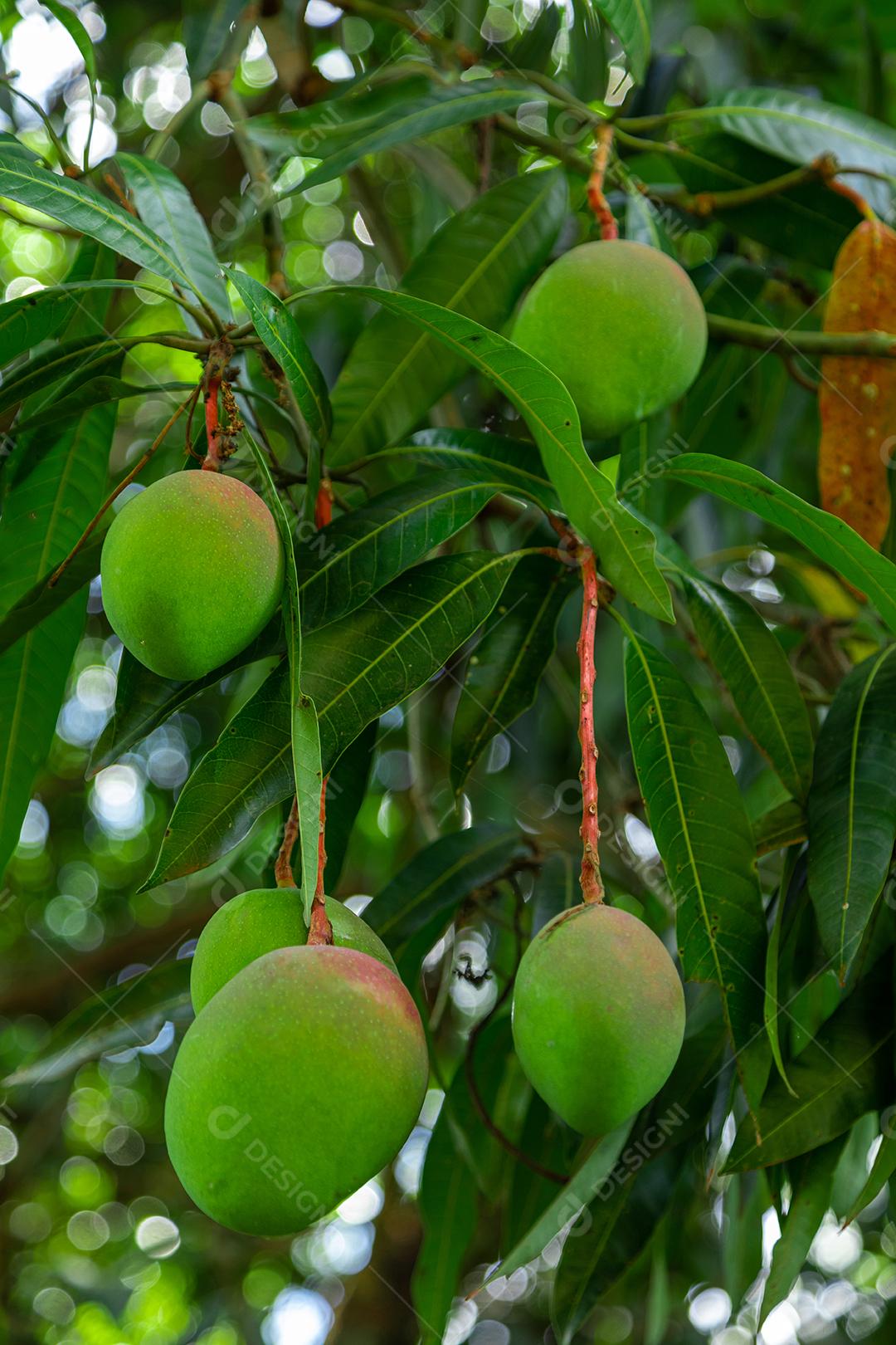 Lindas mangas na árvore, deliciosas, suculentas