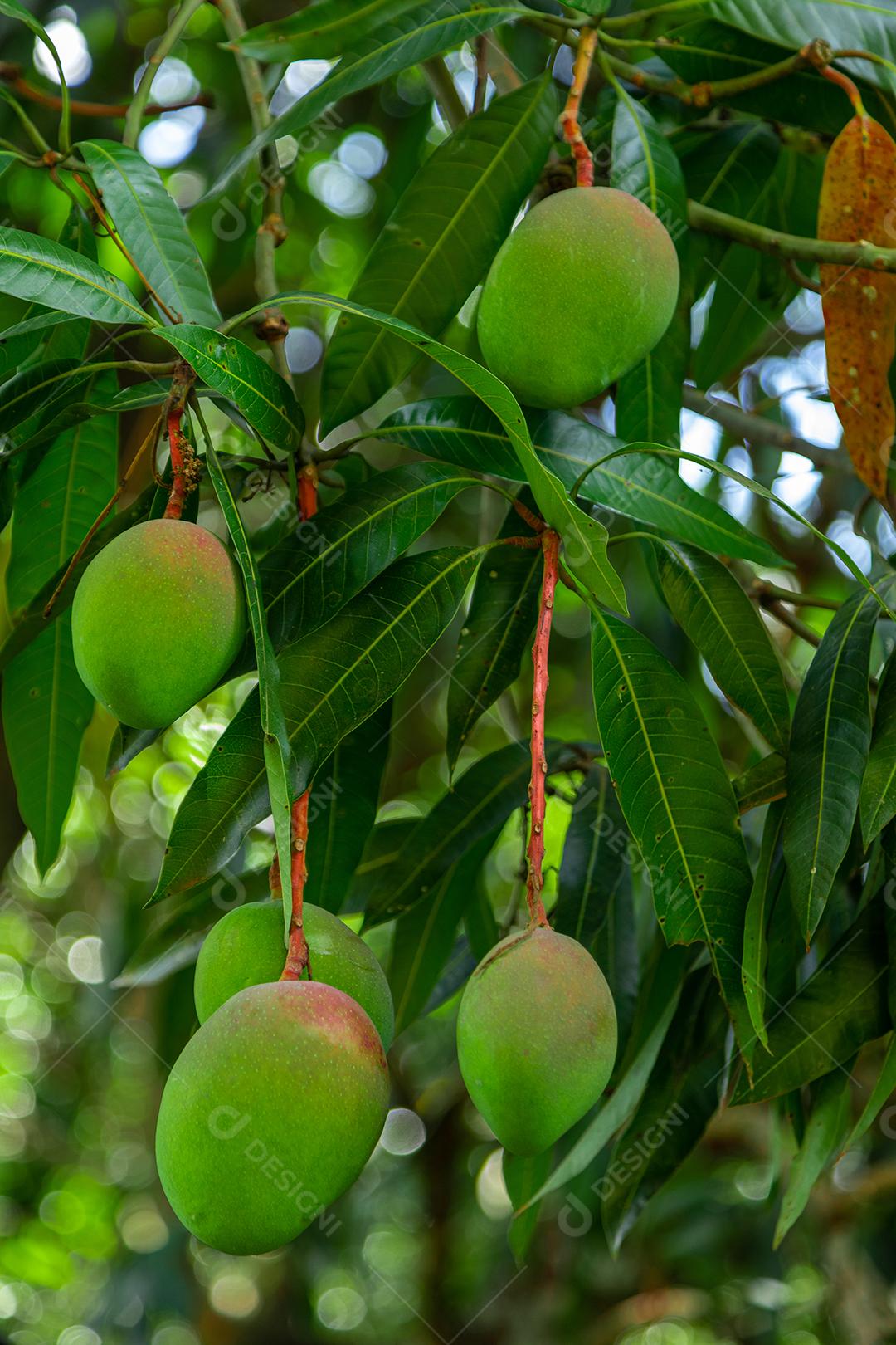 Unripe mangoes on the tree in a Brazilian plantation. manga.