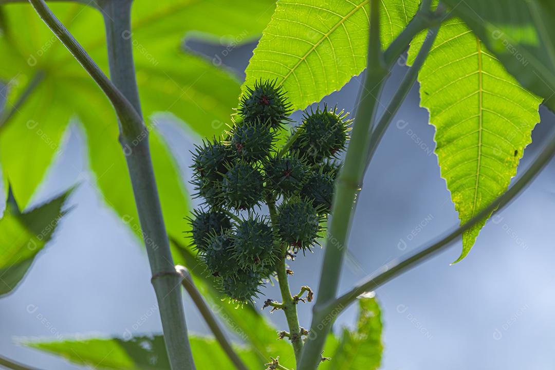 A plantação de Ricinus communis, popularmente conhecida como mamona, mamona, é uma planta da família