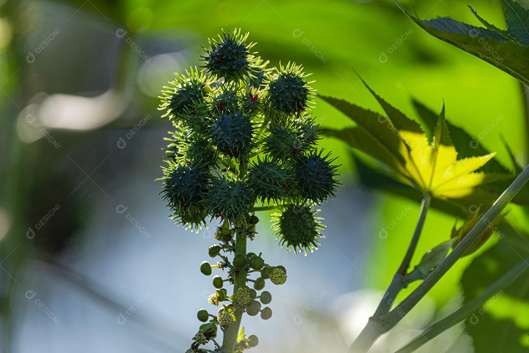 A plantação de Ricinus communis, popularmente conhecida como mamona, mamona, é uma planta da família