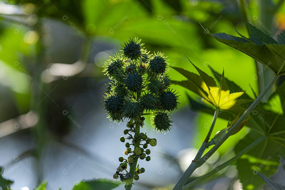 A plantação de Ricinus communis, popularmente conhecida como mamona, mamona, é uma planta da família