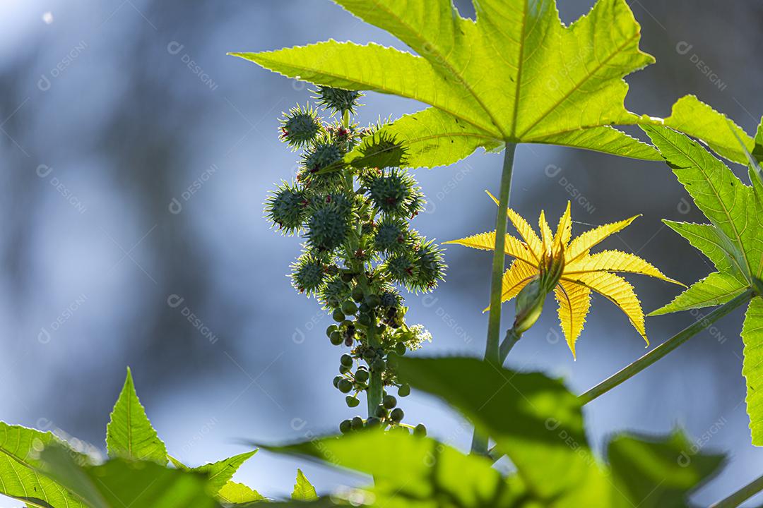 A plantação de Ricinus communis, popularmente conhecida como mamona, mamona, é uma planta da família