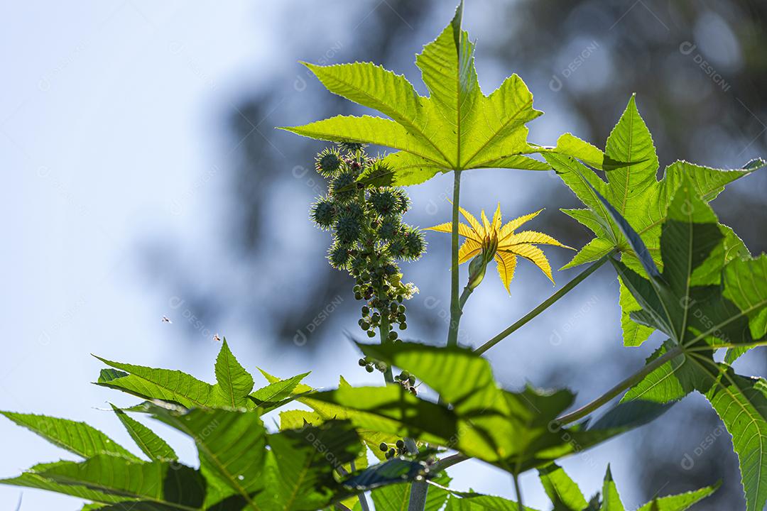 A plantação de Ricinus communis, popularmente conhecida como mamona, mamona, é uma planta da família