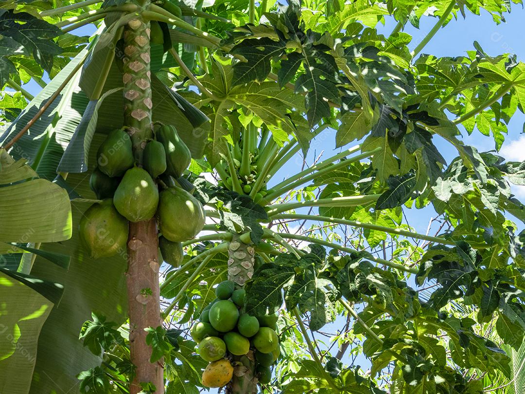 Mamão com várias frutas e um lindo fundo de céu azul.