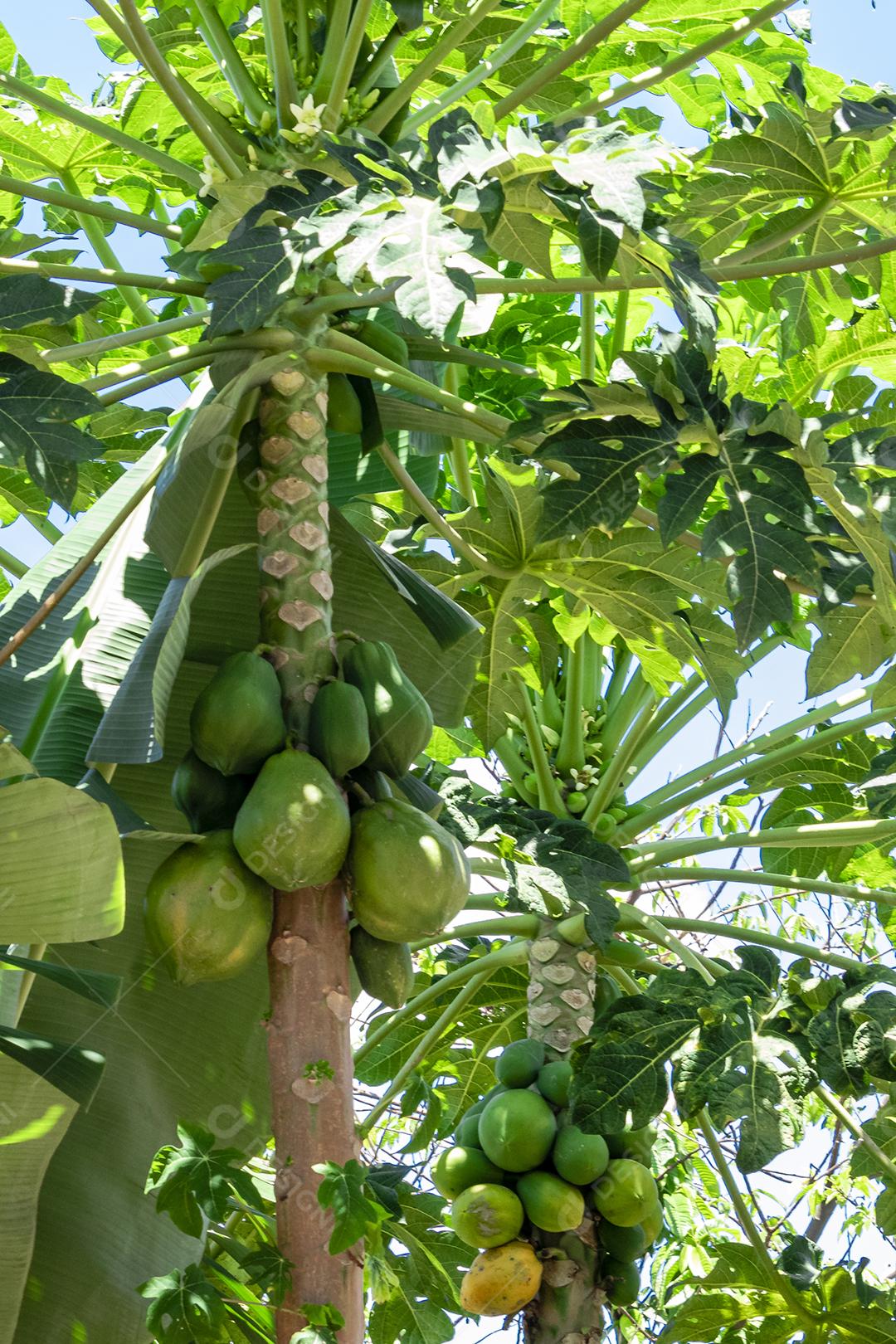 Mamão com várias frutas e um lindo fundo de céu azul.