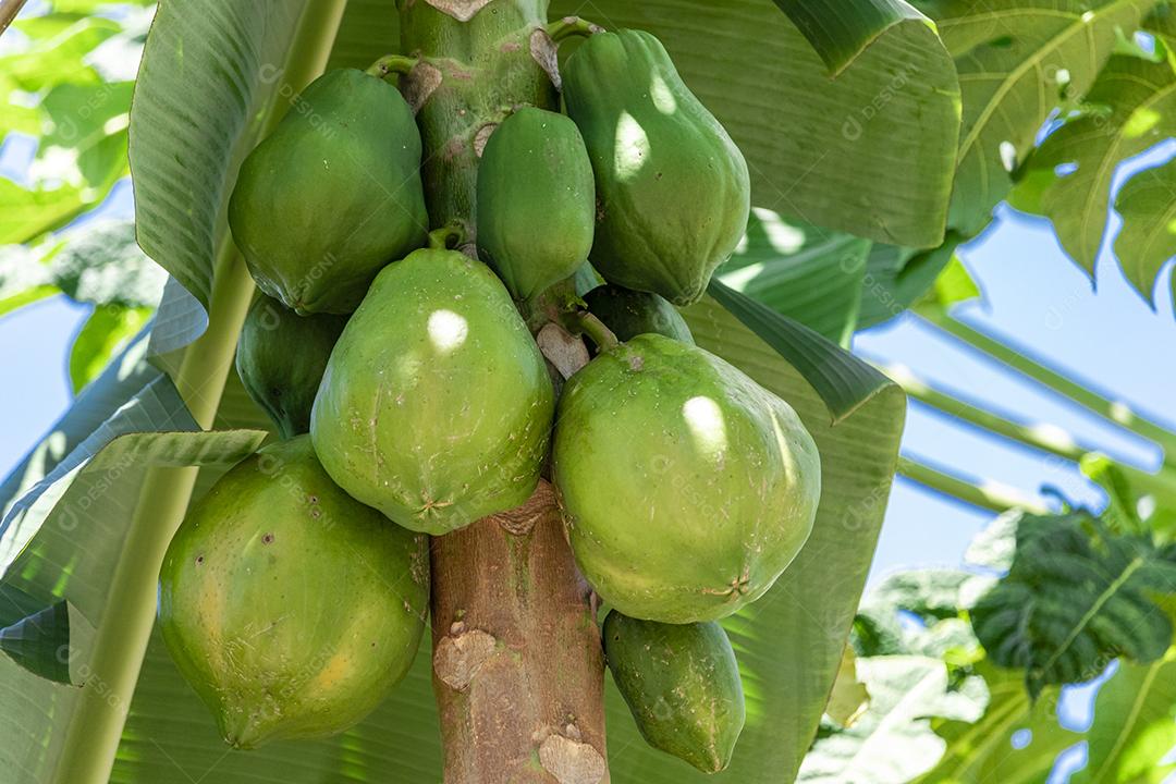 Mamão com várias frutas e um lindo fundo de céu azul.