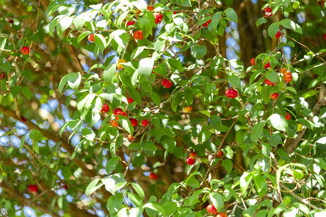 Pitanga (eugenia uniflora) é o fruto da pitangueira, dicotiledônea da família das mirtaceae